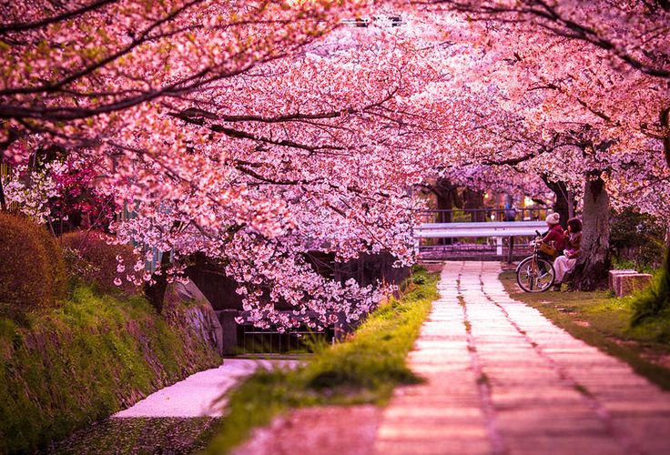 Cherry blossoms in Japan